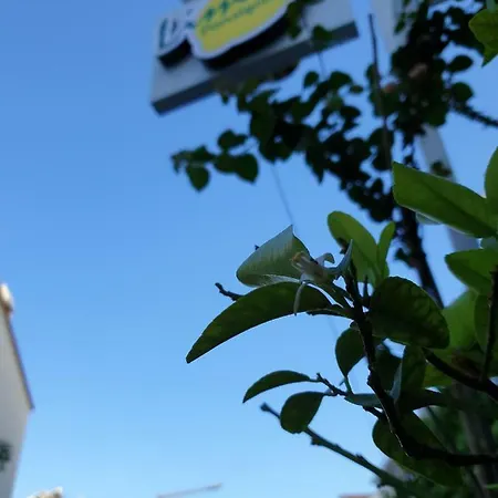 Limon * Kas